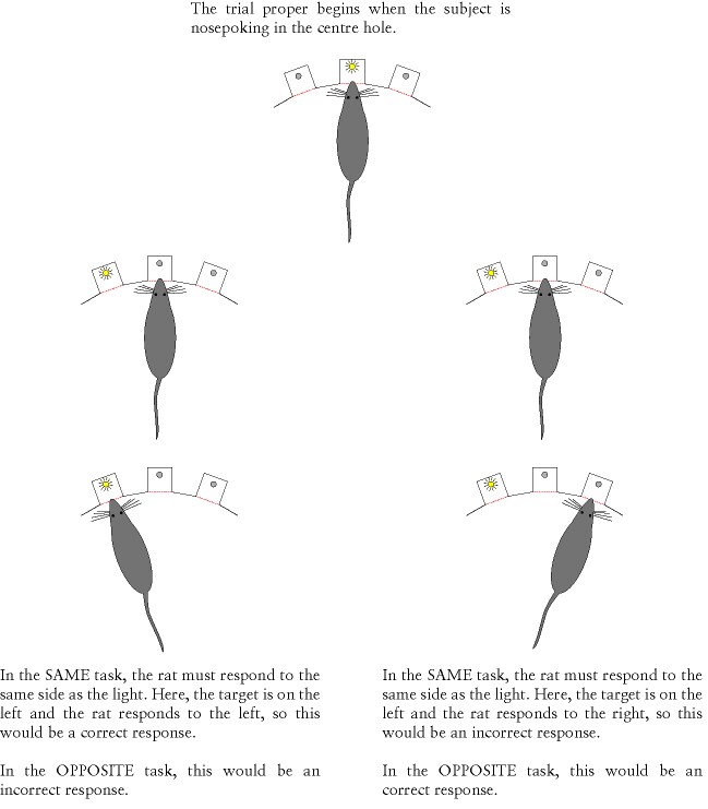 SameOpposite overview (Illustrator 11)